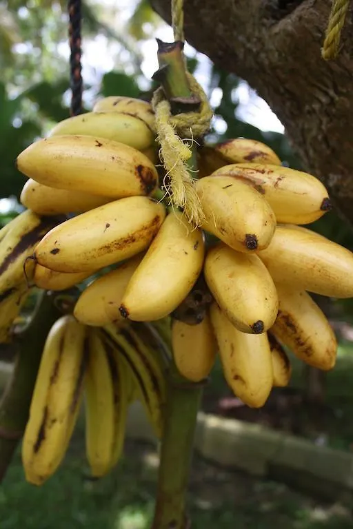 Ceiba Country Inn Fajardo