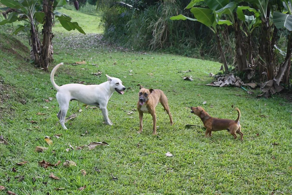 Hotel Ceiba Country Inn Fajardo