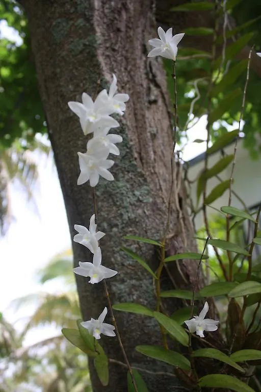 Hotel Ceiba Country Inn Fajardo