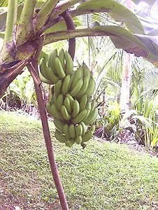 Ceiba Country Inn Fajardo Hotel